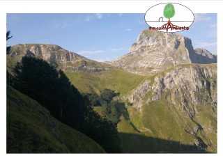 I segreti del bosco del Fato Nero